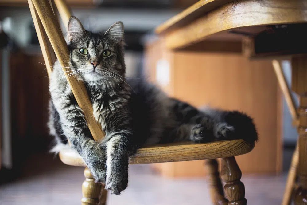Relaxed Cat on Chair — Animal Photography Print. poster detail