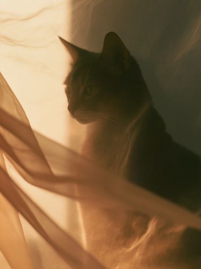 Cat Silhouette Photography Poster. poster print