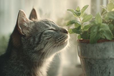 Cat and Mint Botanical Poster. poster