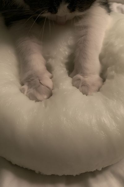 Sleeping Cat Close-Up Poster. poster