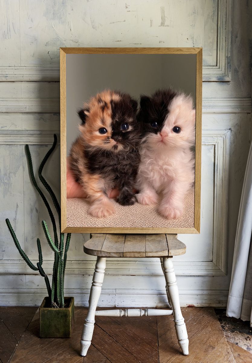 Fluffy Kittens Photography Poster. — room view 1