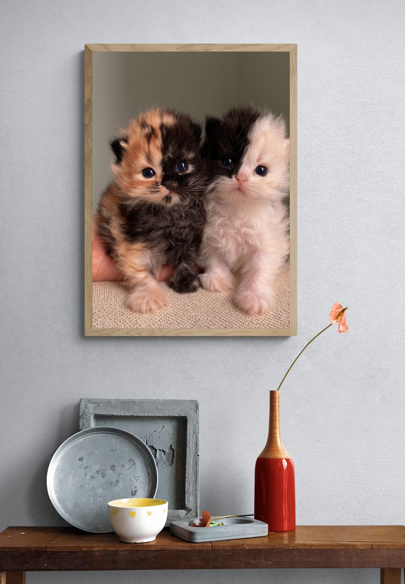 Fluffy Kittens Photography Poster. — room view 3