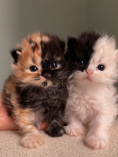 Fluffy Kittens Photography Poster. poster