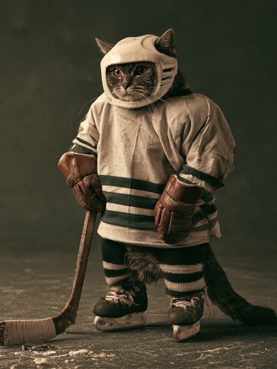 Hockey Cat Portrait Poster.