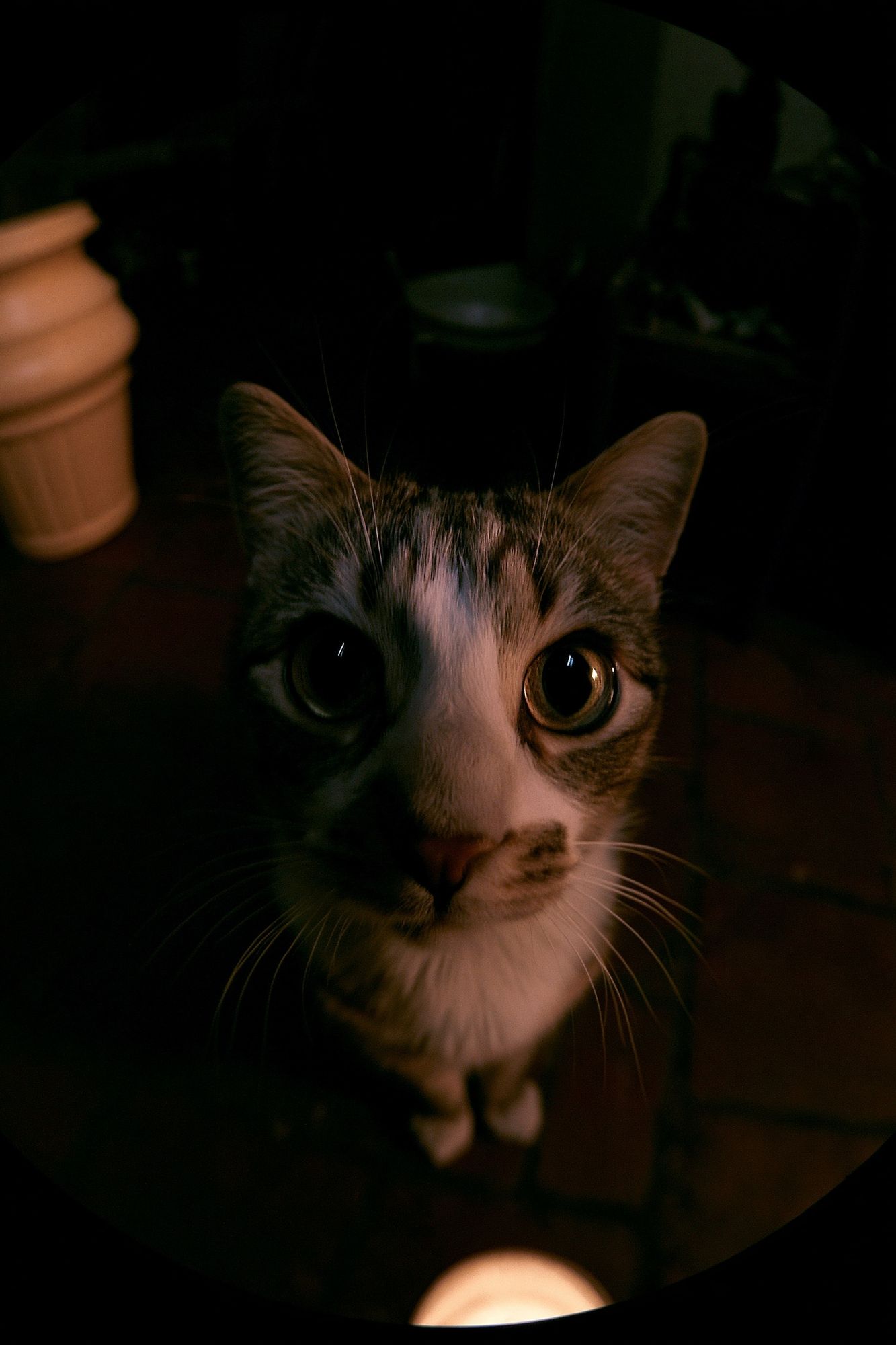 Curious Cat Portrait Photography Poster. poster — photography art