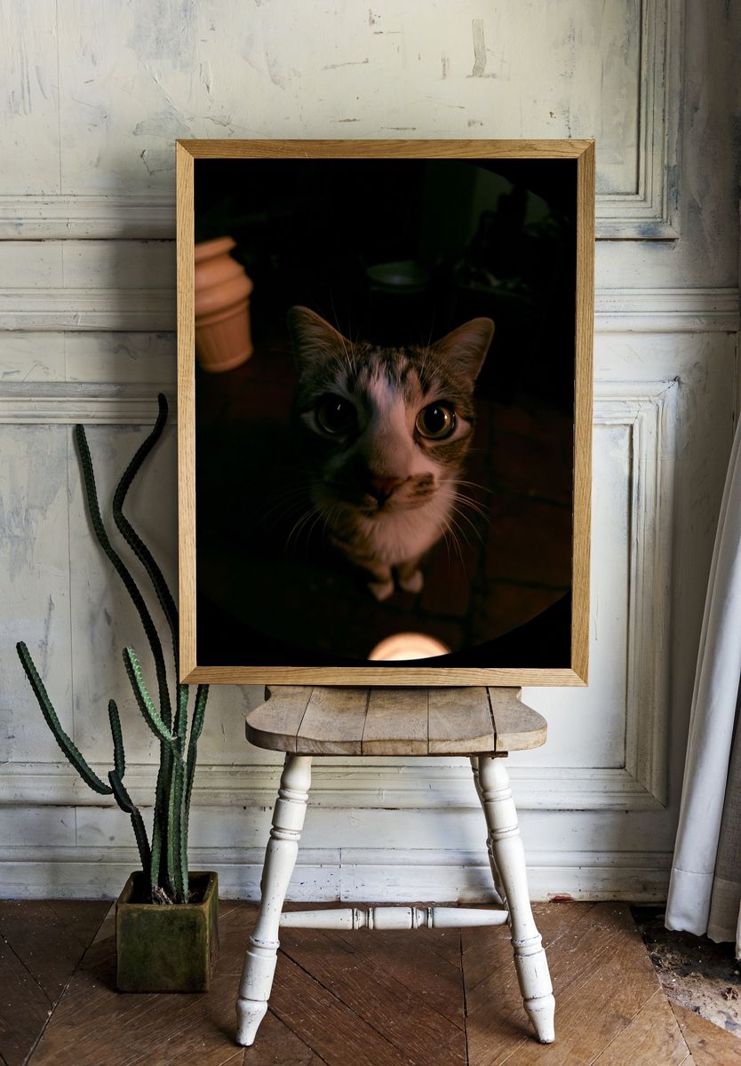 Curious Cat Portrait Photography Poster. — room view 1