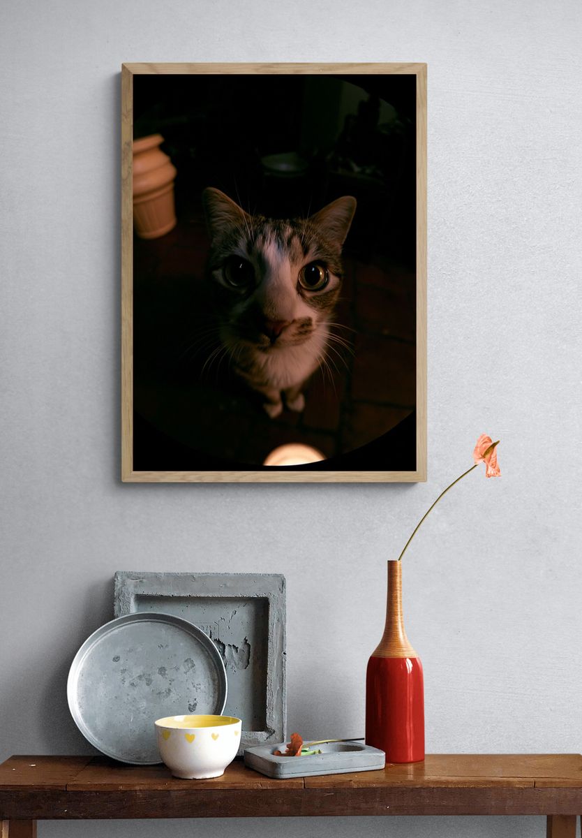 Curious Cat Portrait Photography Poster. — room view 3
