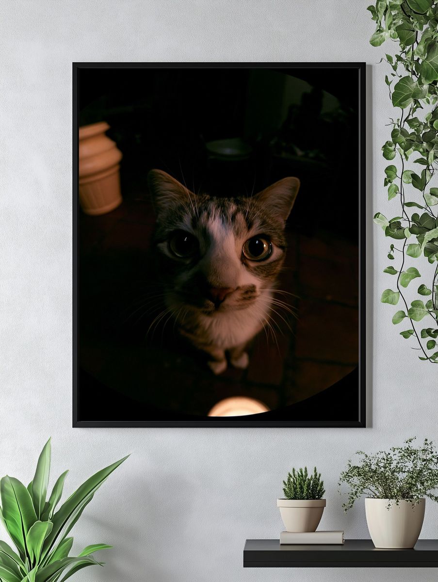 Curious Cat Portrait Photography Poster. — room view 4