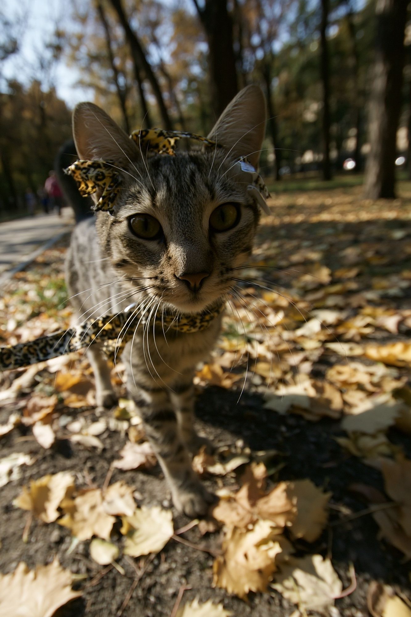 Curious Tabby Cat Photography Poster. poster detail