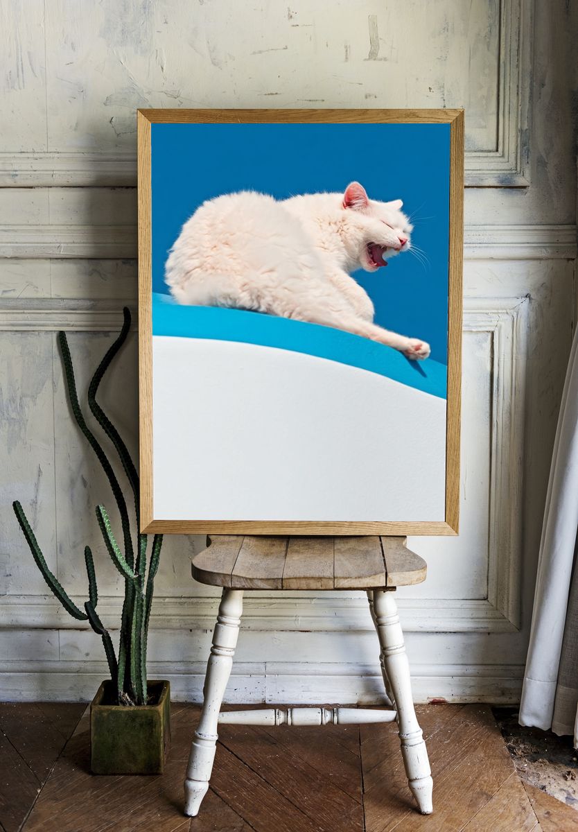 Yawning White Cat Photography Poster. — room view 1