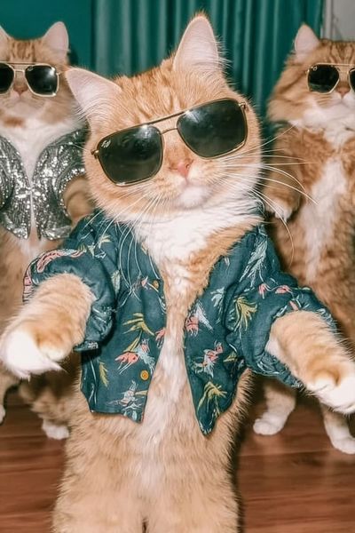 Cool Cats in Sunglasses Poster. poster