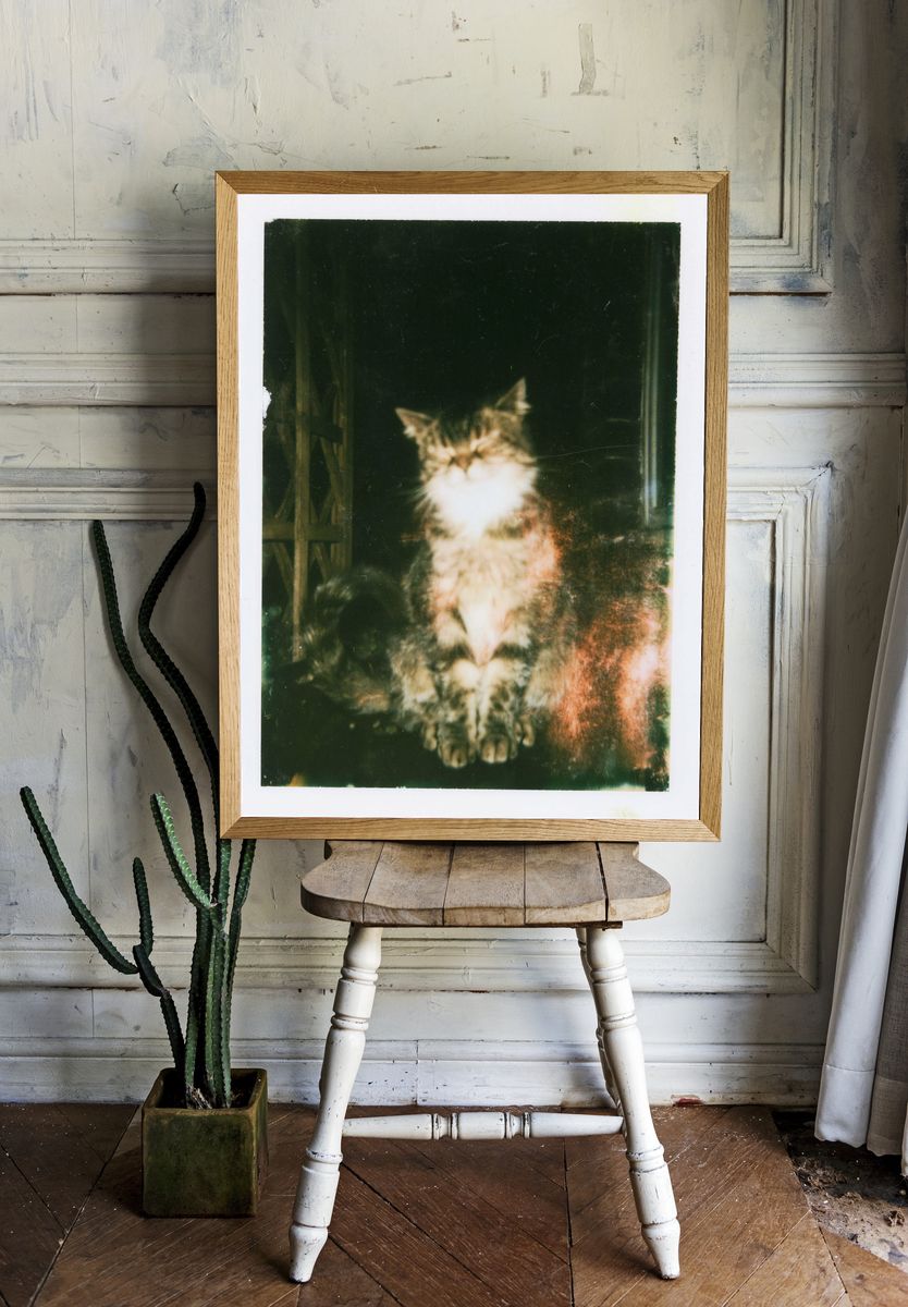 Dreamy Cat Portrait Poster. — room view 1