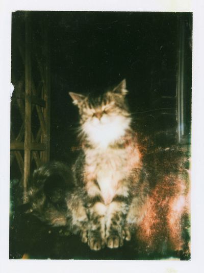 Dreamy Cat Portrait Poster. poster