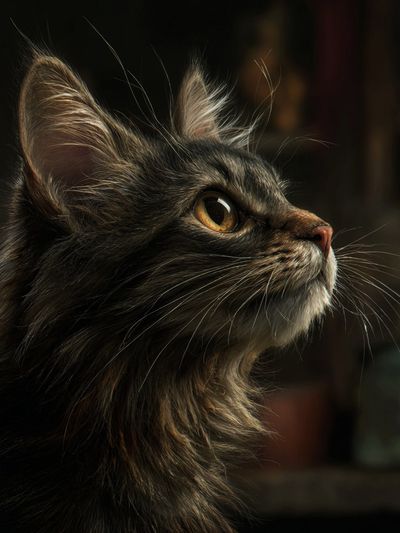 Long-Haired Cat Portrait Poster. poster