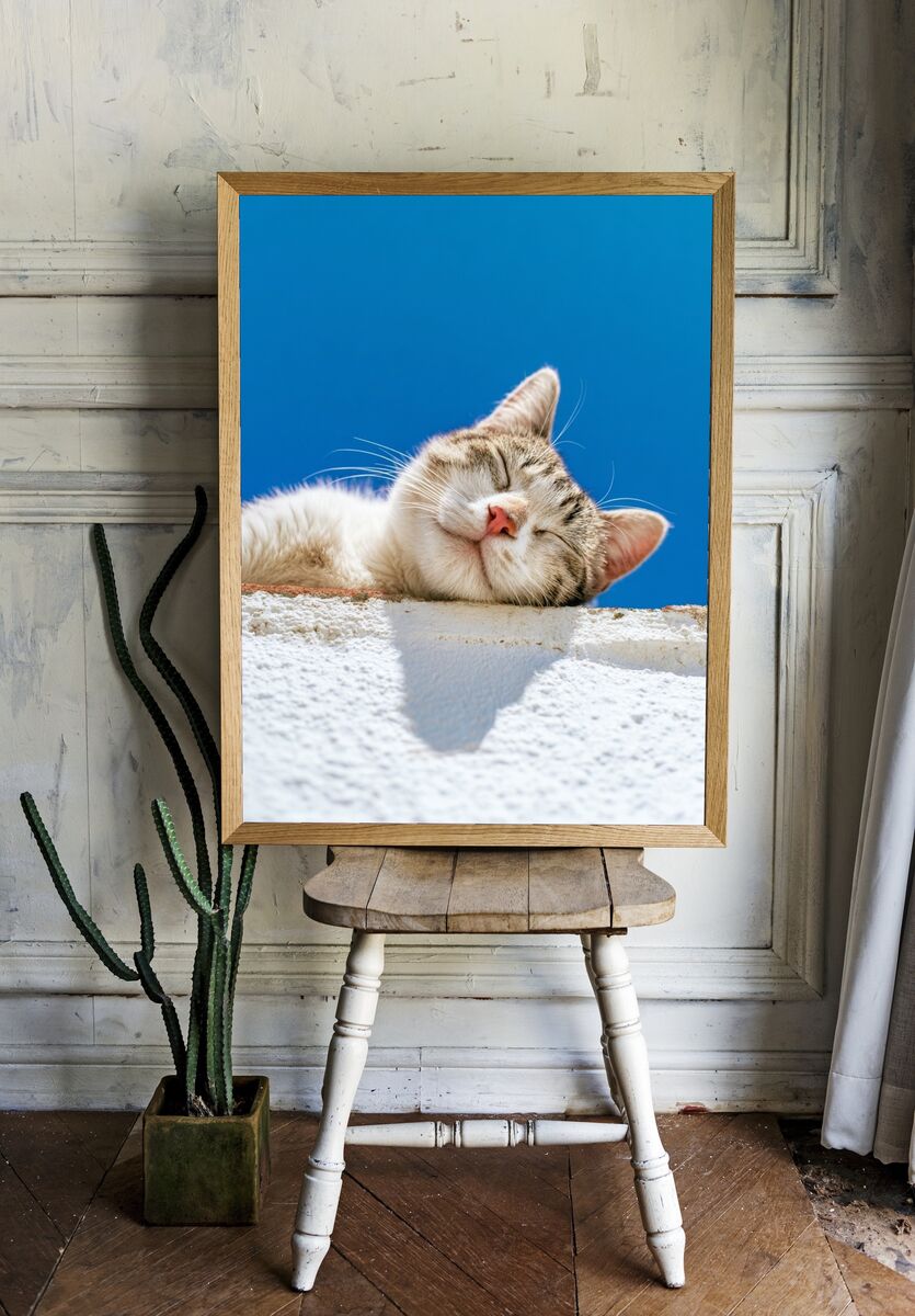 Sleeping Cat — Photography Print. — room view 1