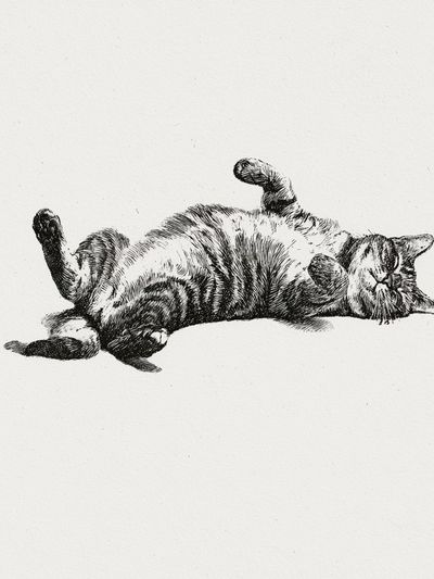 Relaxed Cat Ink Poster.