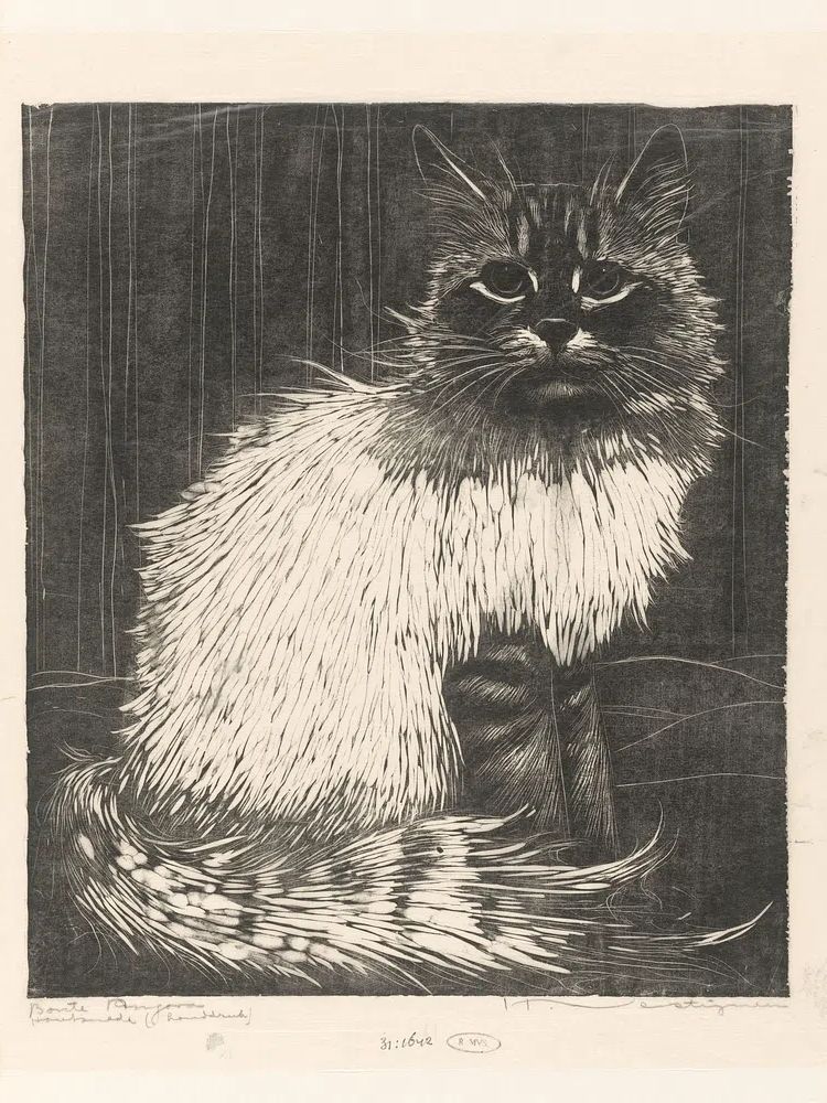 Siamese Cat Etching Print. poster detail