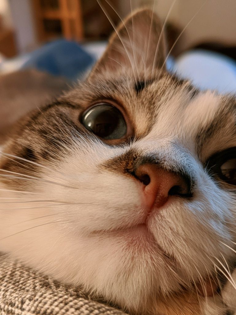 Curious Cat Close-Up Photography Poster. poster detail