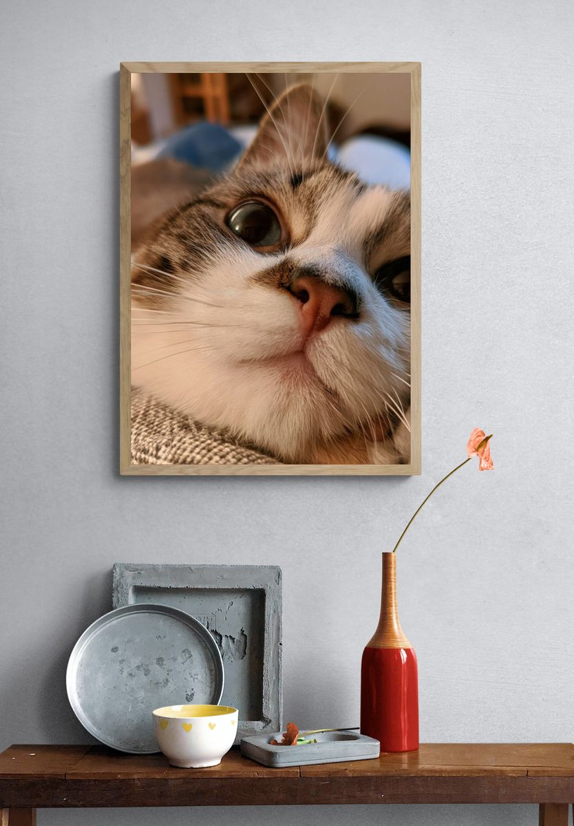 Curious Cat Close-Up Photography Poster. — room view 3