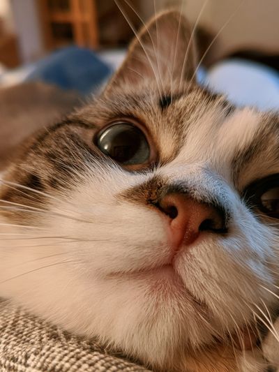 Curious Cat Close-Up Photography Poster. poster