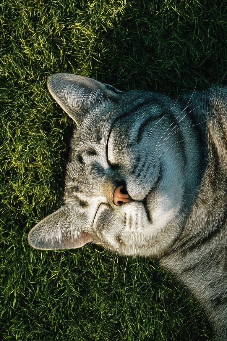 Sleeping Tabby Cat Photography Poster. poster — animals art