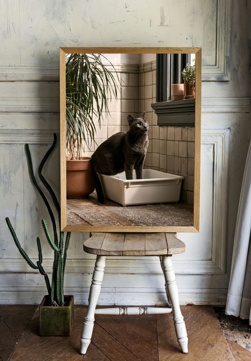 Black Cat in Sunlit Room Poster. — room view 1