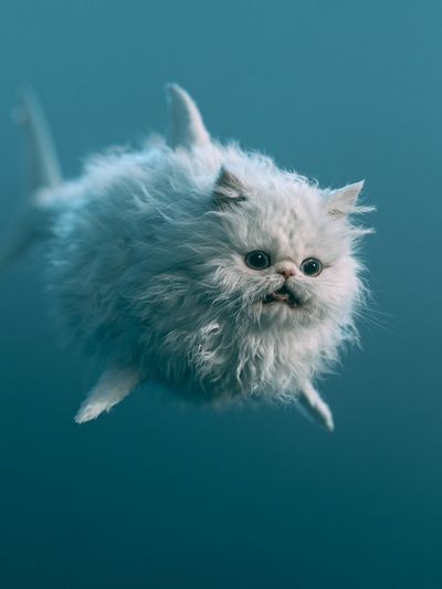 Fluffy White Cat Photography Poster.