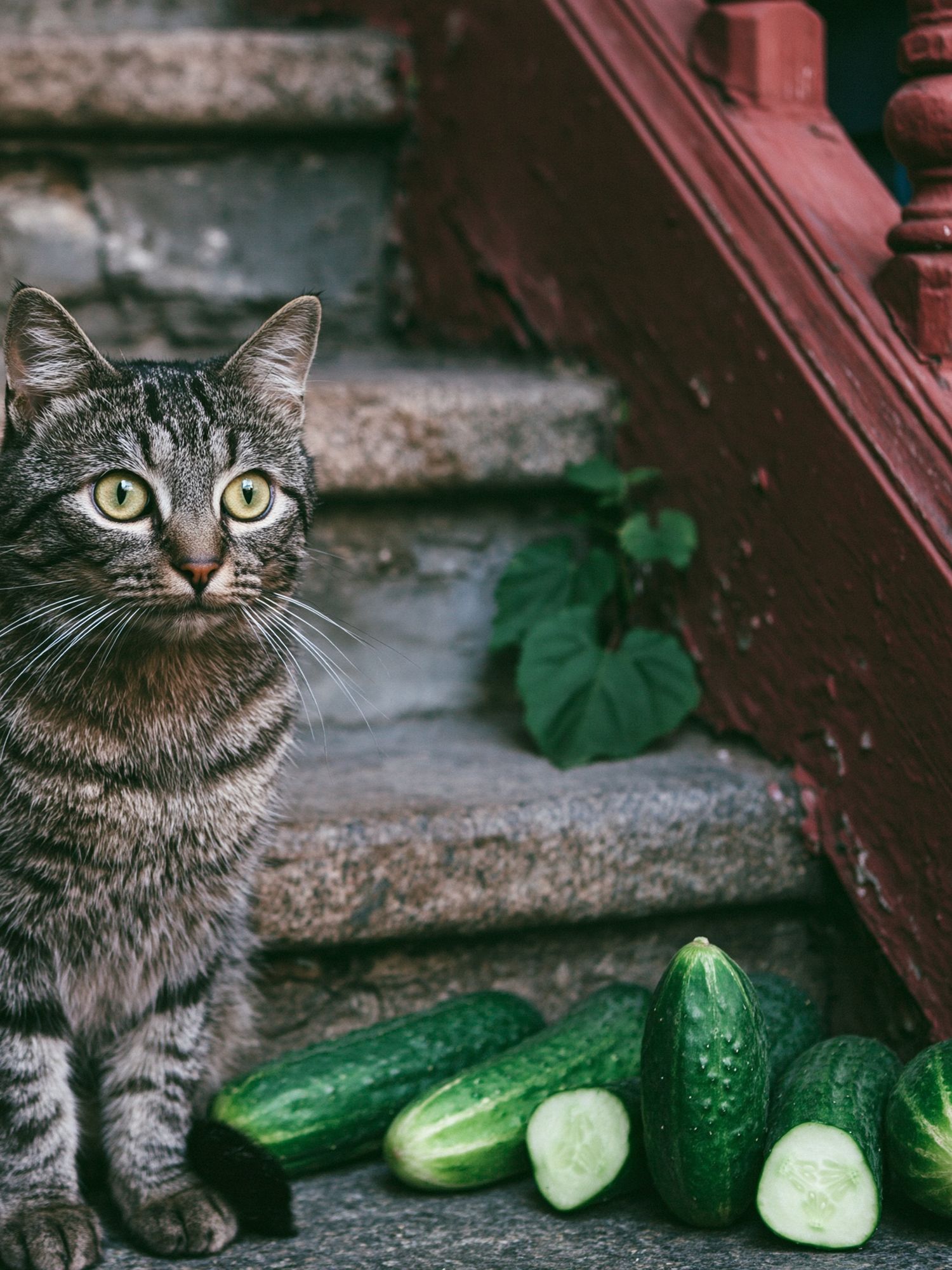 Tabby Cat with Cucumbers Photography Poster. poster detail
