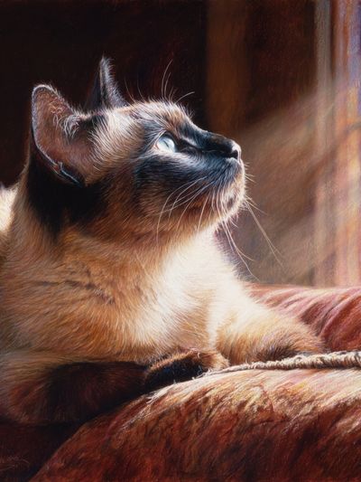 Siamese Cat Sunlit Portrait Print. poster