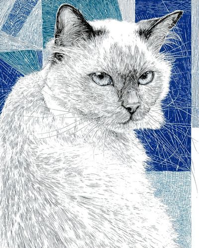 Cat Portrait — Line Art Print. poster