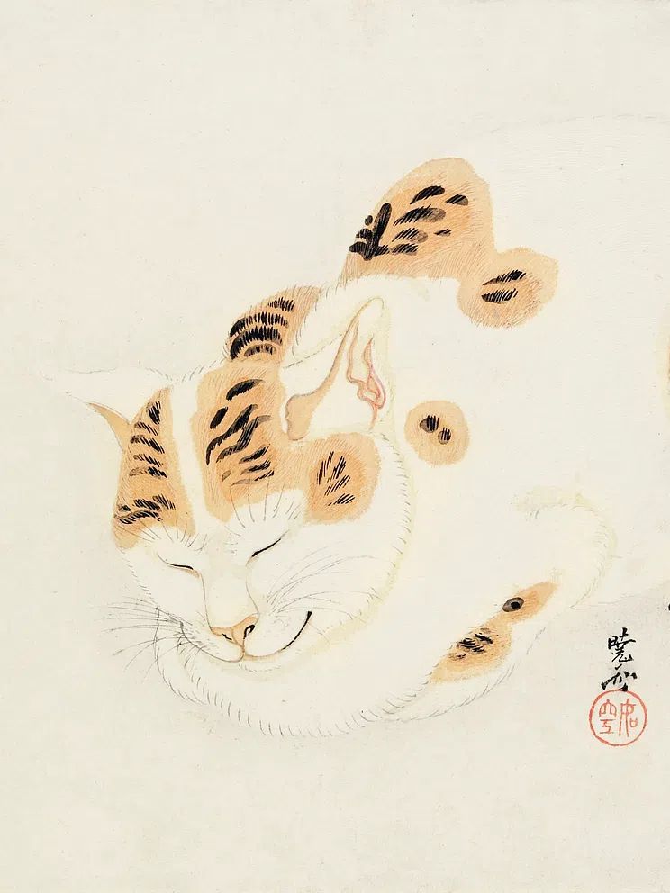Sleeping Cat Ink Illustration Poster. poster — illustration art