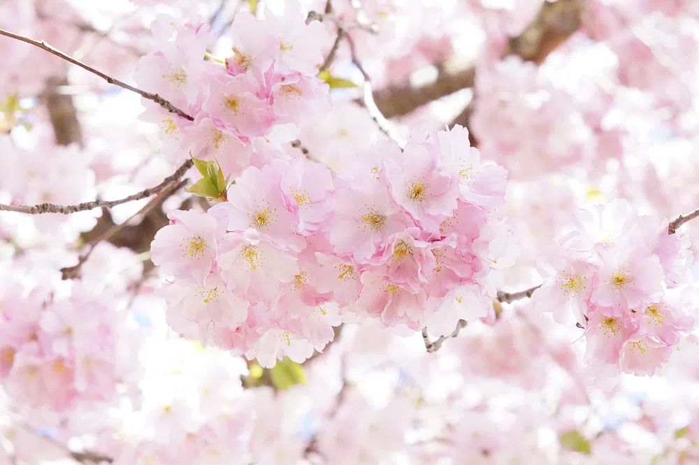 Cherry Blossom — Botanical Print. poster — botanical art