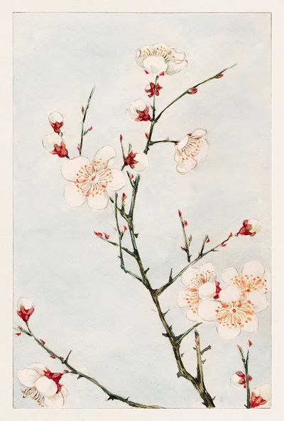 Cherry Blossom Watercolor Poster. poster