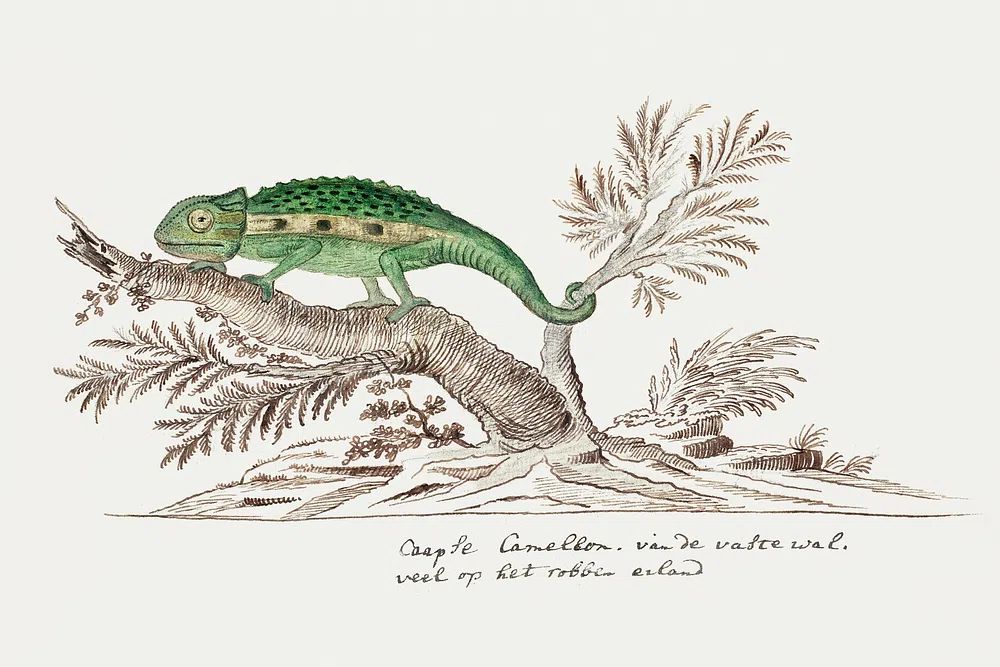 Bradypodion pumilum: cape dwarf chameleon. poster detail