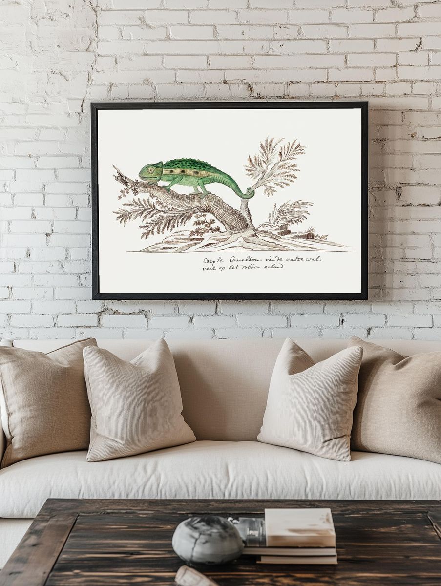 Bradypodion pumilum: cape dwarf chameleon. — room view 1