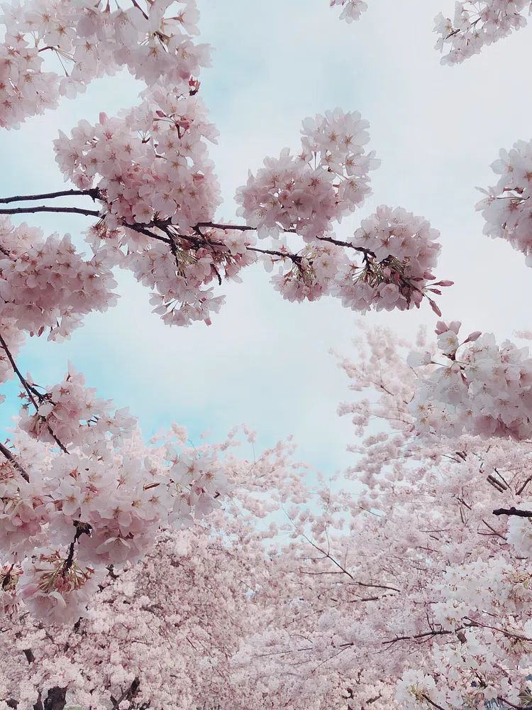 Portland Waterfront Cherry Blossoms, United. poster detail