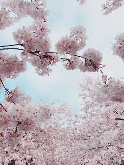 Portland Waterfront Cherry Blossoms, United. poster print
