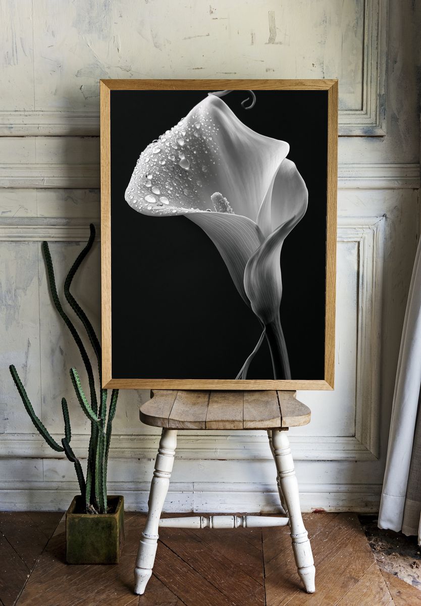 Calla Lily Black-White Poster. — room view 1