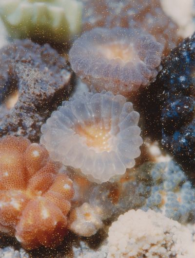 Underwater Coral Reef Poster. poster print