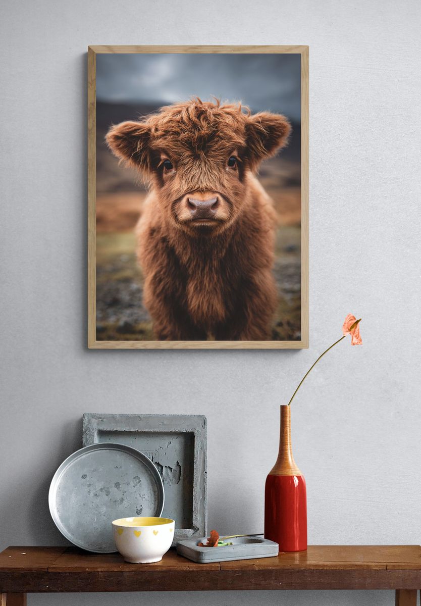 Highland Cow Calf — Photography Print. — room view 3