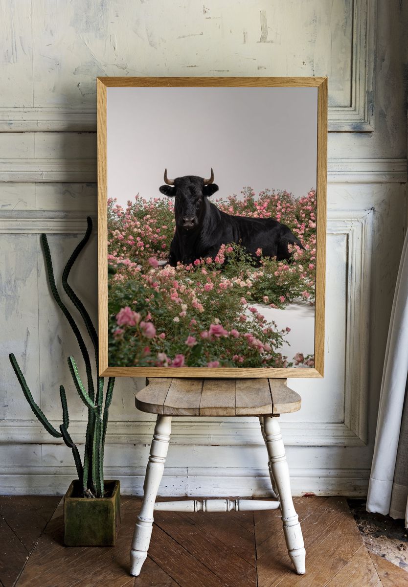 Black Cow in Pink Roses Poster. room preview