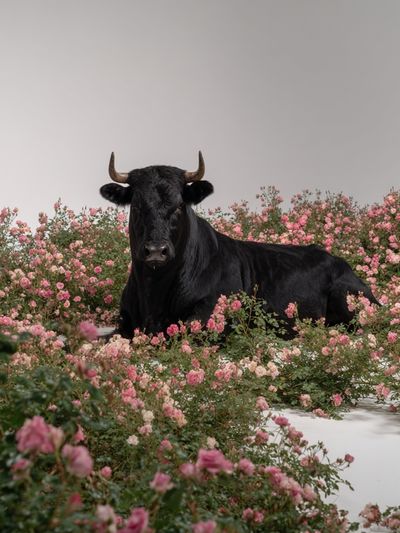 Black Cow in Pink Roses Poster. poster