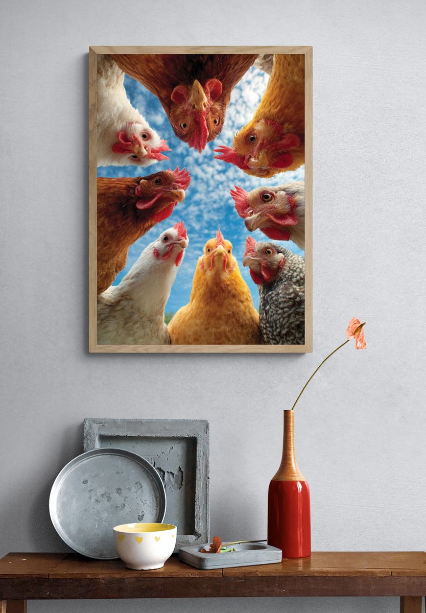 Chickens in a Circle — Animal Photography Print. — room view 3