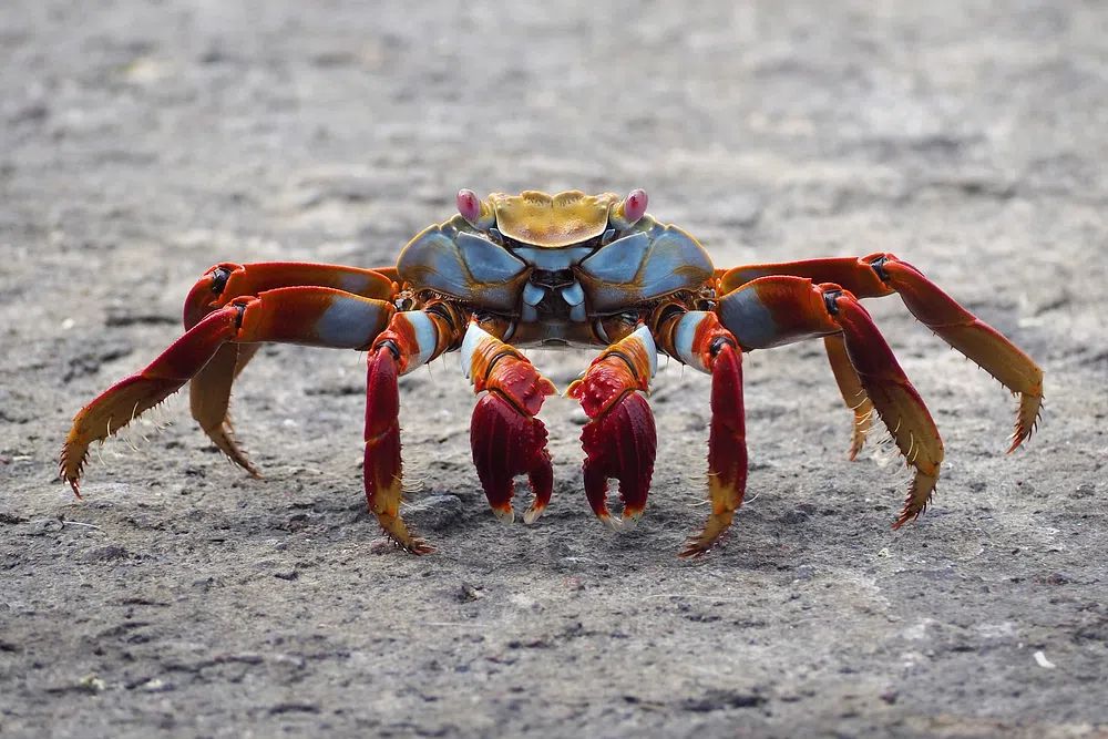 Colorful Crab Wildlife Poster. poster — animals art