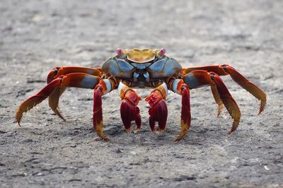 Colorful Crab Wildlife Poster. poster