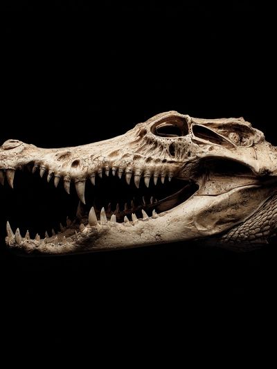 Crocodile Skull Dark Photography Poster. poster