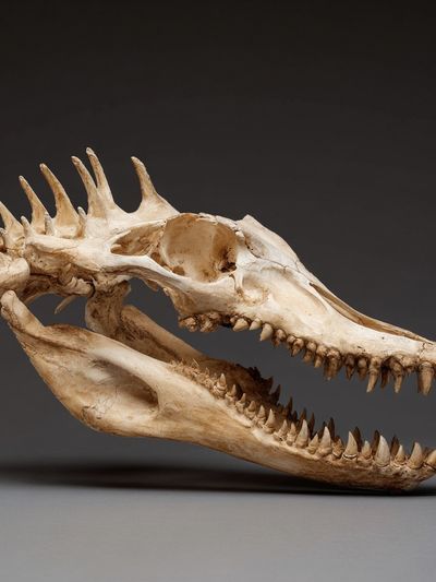 Crocodile Skull Photography Poster. poster