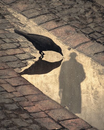 Crow Reflection
