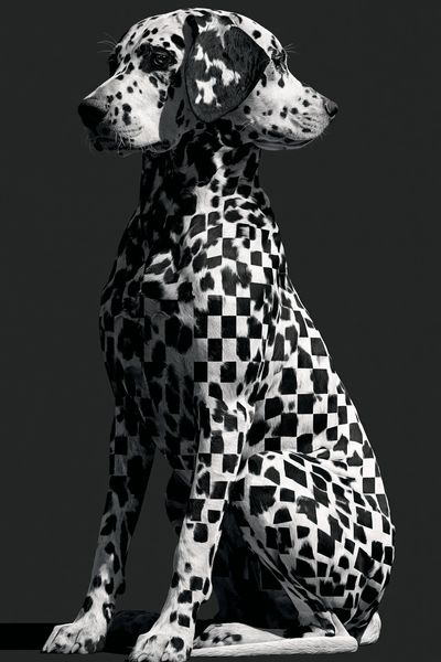 Dalmatian Checkerboard Photography Poster. poster