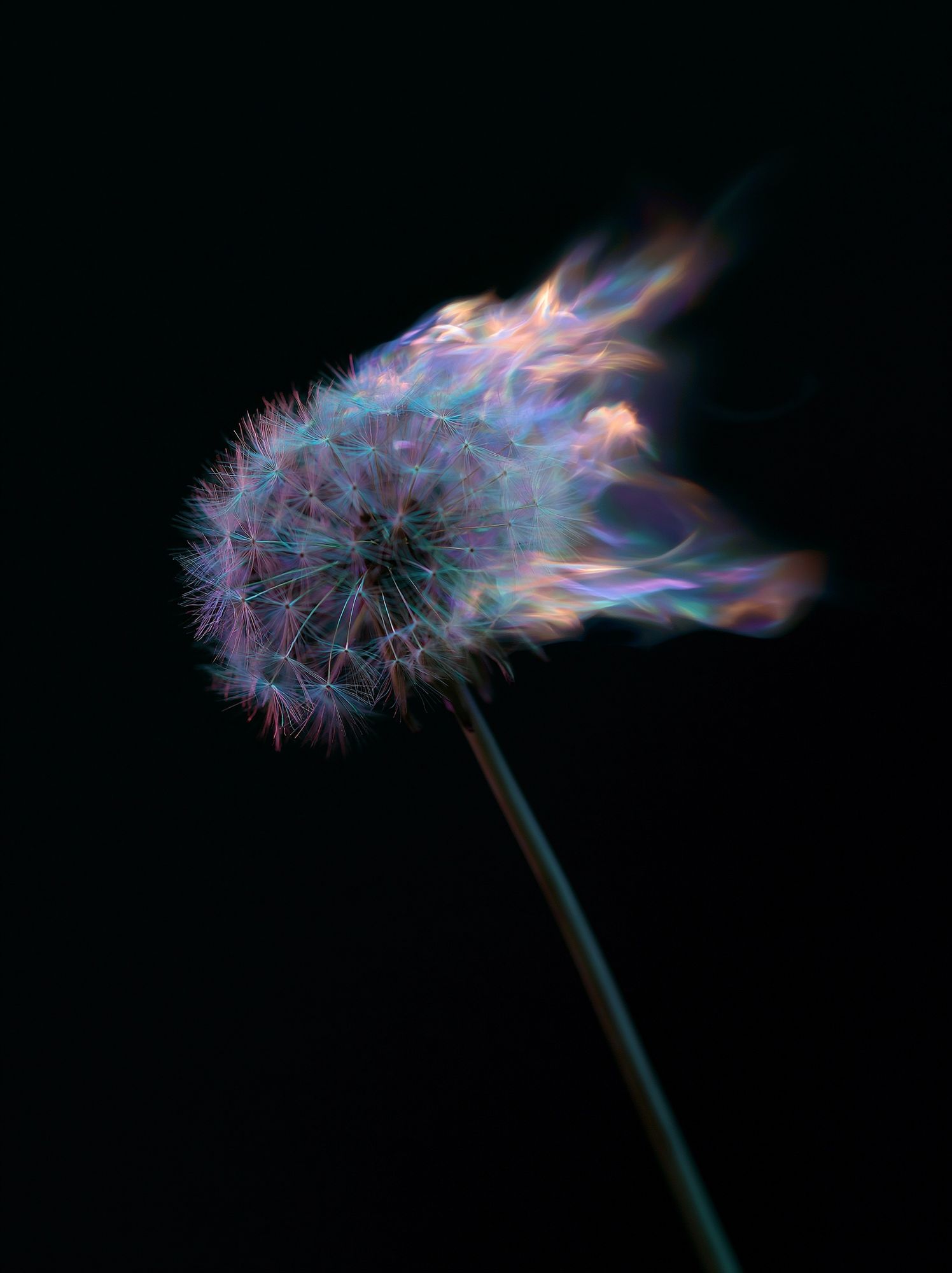 Glowing Dandelion Abstract Poster. poster — photography art